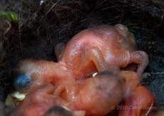 Great Tit chick (day2/3) showing start of feather tract development on wings and legs, 7 May