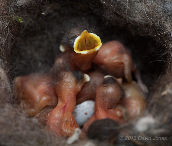 Great Tit chick (day2/3) gapes; and an infertile egg, 7 May