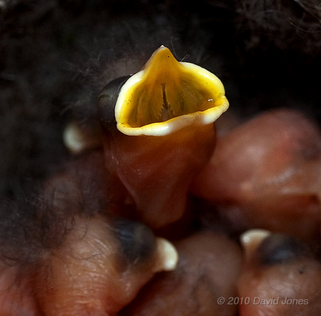 Great Tit chick (day2/3) gapes; and an infertile egg, 7 May - cropped image