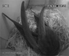 The Swifts (and Sparrow egg) tonight, 7 May