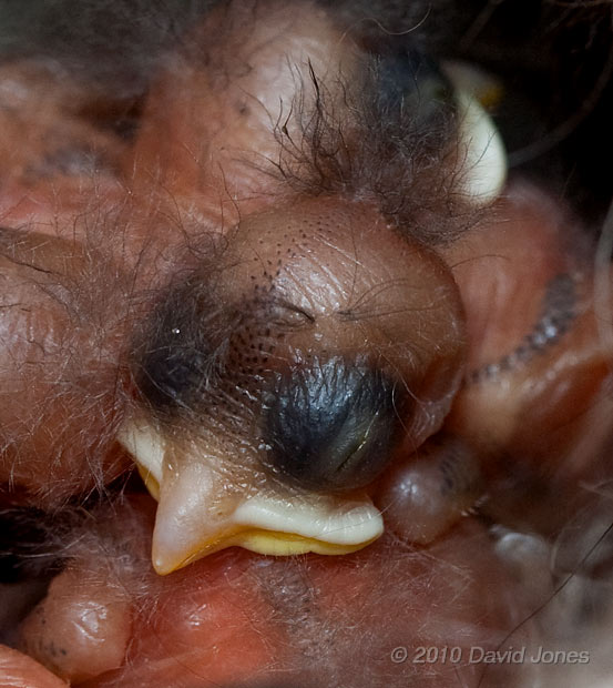 Great Tit chick (day 3/4) -closeup of head, showing development of feather tract development, 8 May