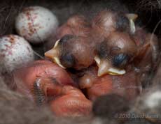 Great Tit chick (day 3/4) showing development of feather tract development, 8 May
