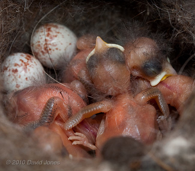 Great Tit chick (day 3/4) shows off its wings, 8 May