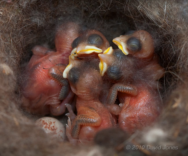 Great Tit chicks (day 3/4) showing early wing development and closed eyes, 8 May