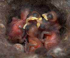 Great Tit chicks (day 3/4) showing early wing development and closed eyes, 8 May
