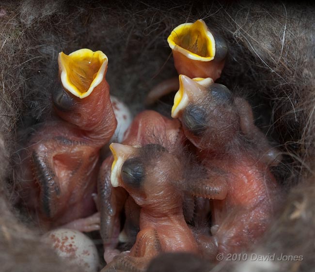 Great Tit chicks (day 3/4) - gape triggered by noise at entrance, 8 May