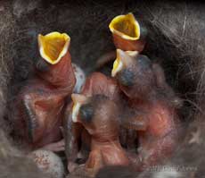 Great Tit chicks (day 3/4) - gape triggered by noise at entrance, 8 May