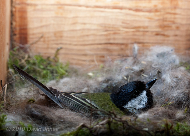 The female Great Tit keeps her chicks warm on a cold day, 8 May