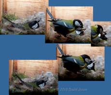 The female Great Tit eats caterpillar brought in by her partner, 8 May