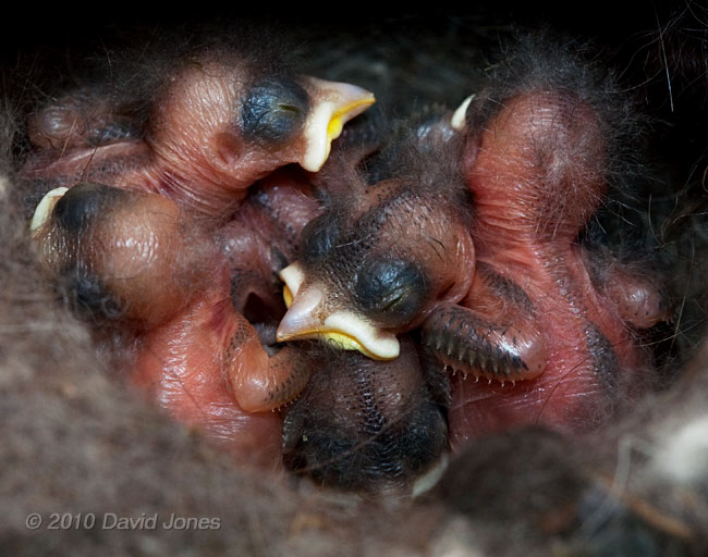 The clutch of 4/5 day old Great Tit chicks this afternoon, 9 May