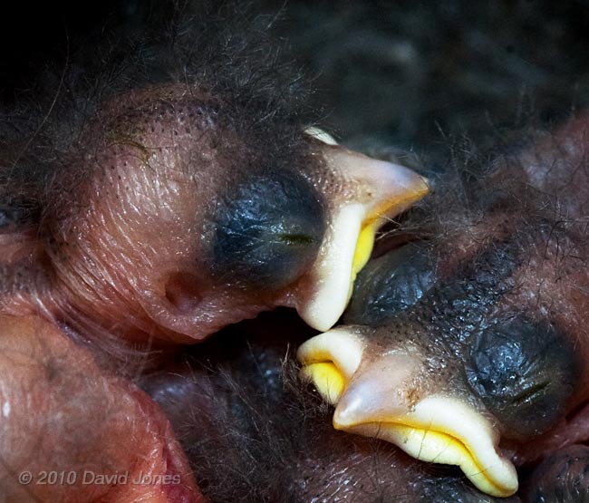 A 4/5 day old Great Tit chick, showing details of its ear, 9 May
