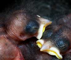 A 4/5 day old Great Tit chick, showing details of its ear, 9 May
