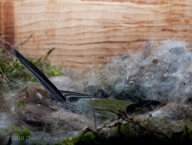 The female Great Tit keeps her chicks warm on a cold day, 9 May