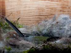 The female Great Tit keeps her chicks warm on a cold day, 9 May