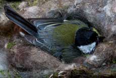 The female Great Tit keeps her chicks warm on a cold day - view from above, 9 May