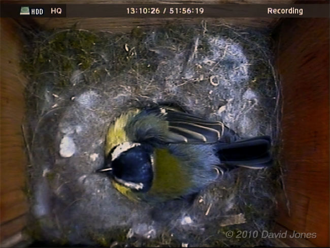 The female Great Tit keeps her chicks warm on a cold day - cctv image, 9 May