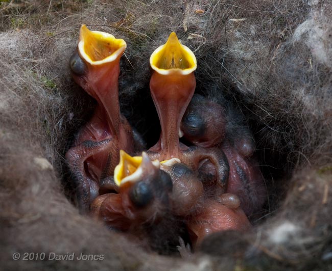 The Great Tit chicks (4/5 day old) beg for food, 9 May - 2