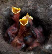 The Great Tit chicks (4/5 day old) beg for food, 9 May