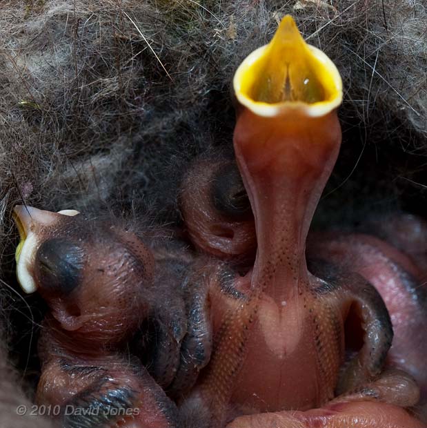 A Great Tit chick (4/5 day old) begs for food, 9 May