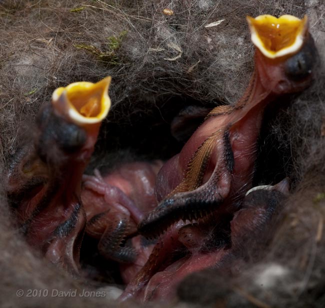 A Great Tit chick (5/6 days old) shows its breast feathers as it begs for food, 10 May