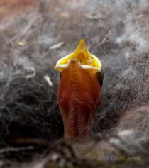 A Great Tit chick (5/6 days old) begs for food this afternoon, 10 May