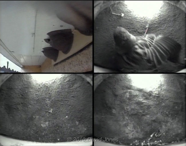 The female Sparrow shuffles in Martin box 1, 10 May