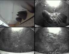 The female Sparrow shuffles in Martin box 1, 10 May