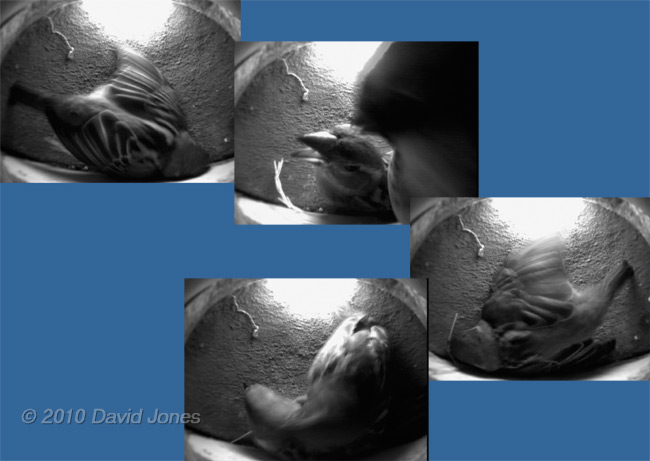 The Sparrows mate in Martin box 1, 10 May