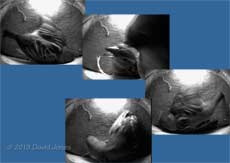 The Sparrows mate in Martin box 1, 10 May