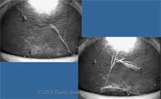 The Sparrows leave straw in Martin box 1, 10 May