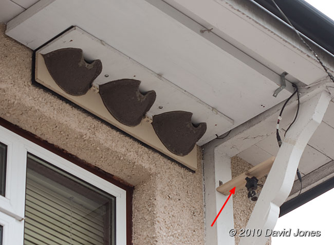 wood protection in place over House Martin external camera, 11 May