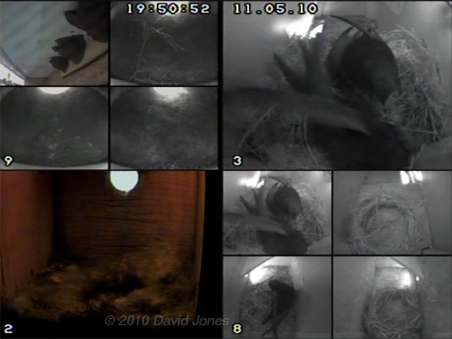 All three Swifts in their boxes tonight, 11 May