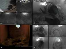 All three Swifts in their boxes tonight, 11 May