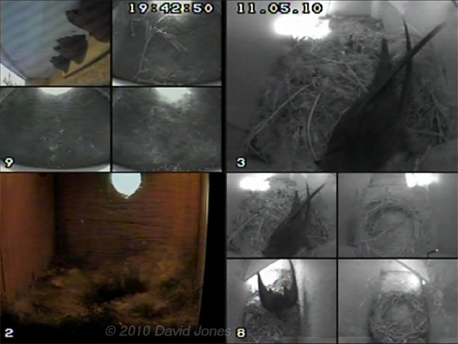 A Swift returns to Swift nest (left) for the first time this year, 11 May