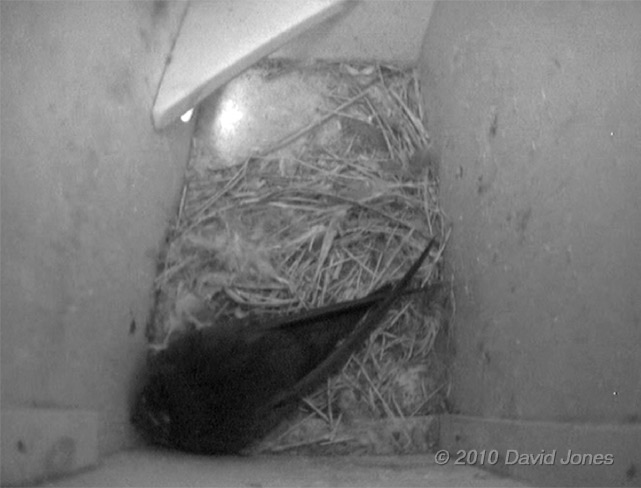 The 'new  arrival' Swift in Swift box (left) tonight, 11 May