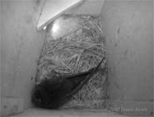 The 'new  arrival' Swift in Swift box (left) tonight, 11 May