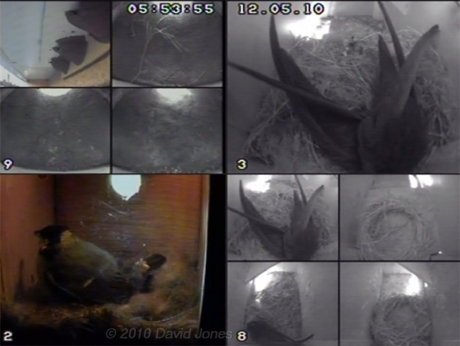 The Great Tit female prepares to abandon her chicks at 5.54am , 12 May