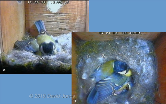 The Great Tit female returns at the end of the day , 12 May