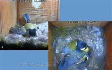 The Great Tit female returns at the end of the day , 12 May