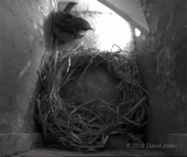 The male Sparrow inspects Swift box (right) this morning, 12 May