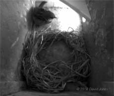 The male Sparrow inspects Swift box (right) this morning, 12 May