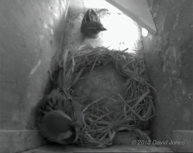 The Sparrow pair in Swift box (right) at noon, 12 May