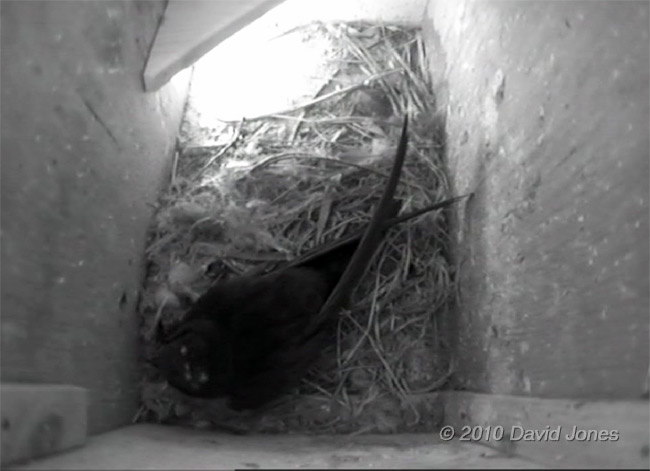 The 'new arrival' Swift in Swift box (left) this morning, showing the white spots on its head, 12 May