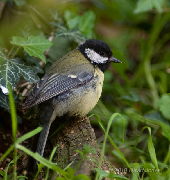 The Great Tit female hunting under the Hawthorn, 14 May