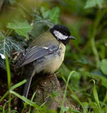The Great Tit female hunting under the Hawthorn, 14 May