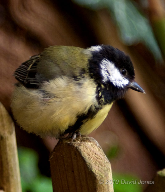 The Great Tit female with indications of an injured leg - under the Hawthorn, 14 May