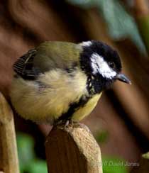 The Great Tit female with indications of an injured leg - under the Hawthorn, 14 May