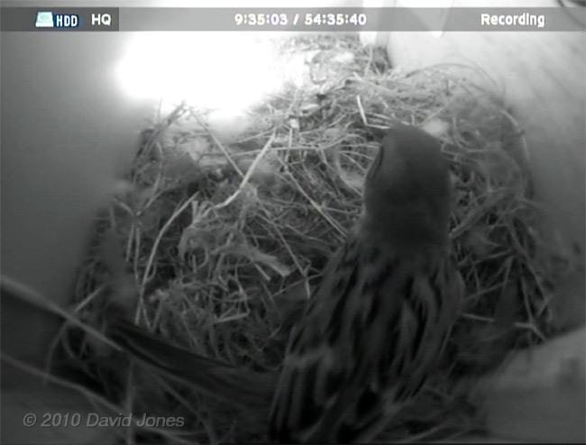 Male House Sparrow in the Swifts' nest this afternoon, 14 May