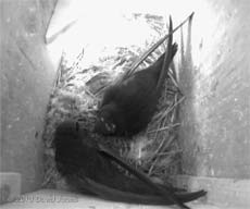 White Spot's partner arrives in SW(LE), 15 May 2010