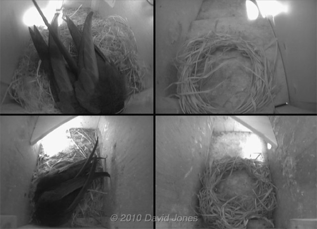 Both Swift pairs in their boxes tonight, 15 May